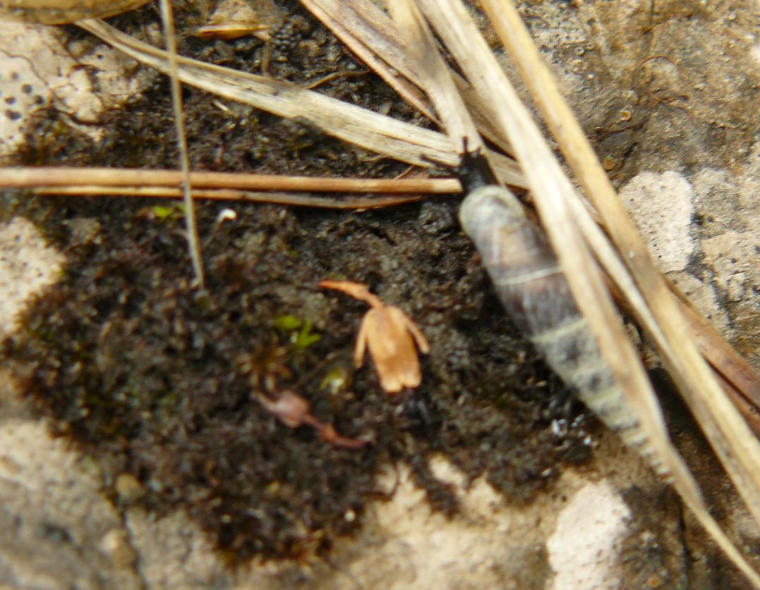 una identificazione